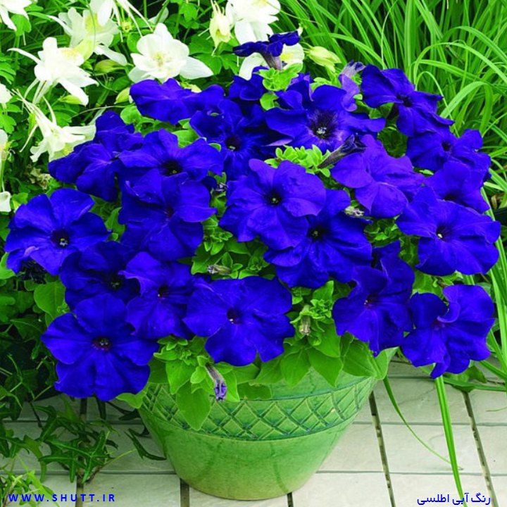 آبی اطلسی چه رنگی است